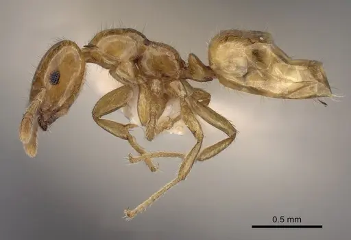 Myrmelachista lauropacifica specimen