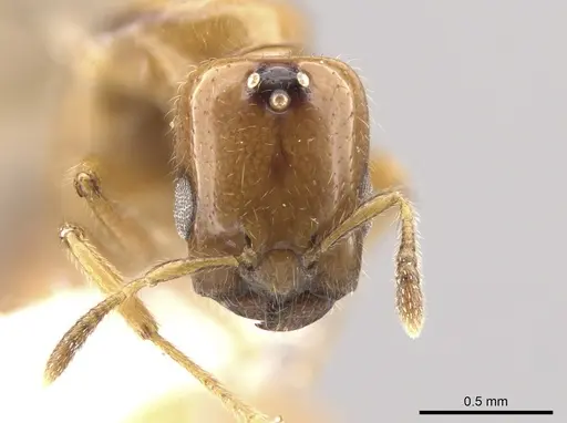 Myrmelachista lauropacifica - CASENT0650950