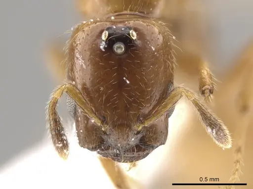 Myrmelachista lauropacifica - CASENT0650952