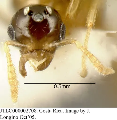 Myrmelachista lauropacifica - JTLC000002708