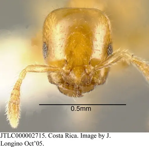 Myrmelachista lauropacifica - JTLC000002715