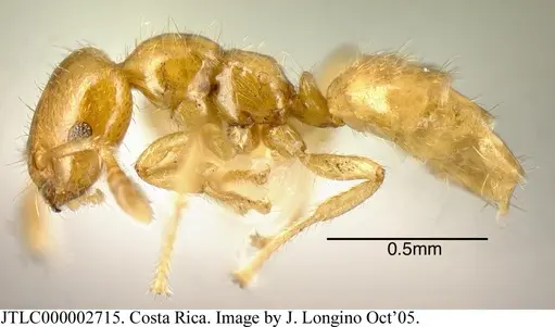 Myrmelachista lauropacifica - JTLC000002715