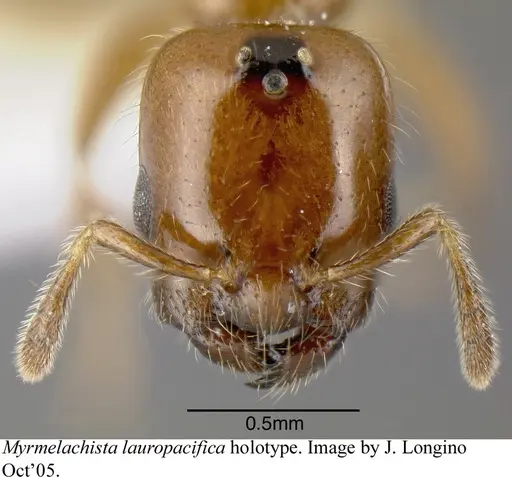 Myrmelachista lauropacifica - JTLC000006213