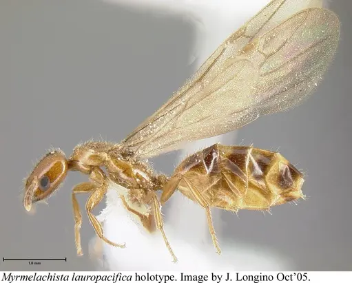 Myrmelachista lauropacifica - JTLC000006213
