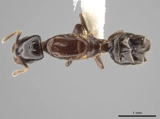 Myrmelachista longiceps - JTLC000001482