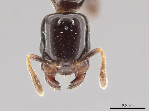 Myrmelachista longiceps - JTLC000001482