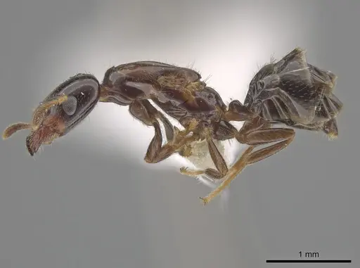 Myrmelachista longiceps - JTLC000001482