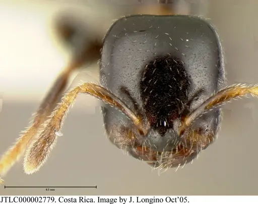 Myrmelachista longiceps - JTLC000002779