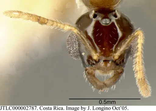 Myrmelachista longiceps - JTLC000002787