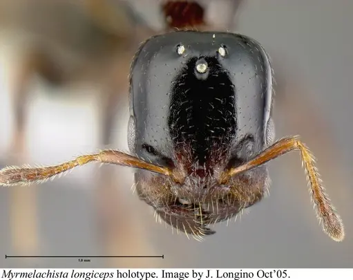 Myrmelachista longiceps - JTLC000006219