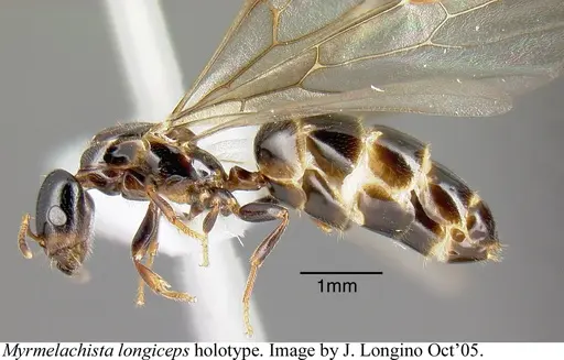 Myrmelachista longiceps - JTLC000006219