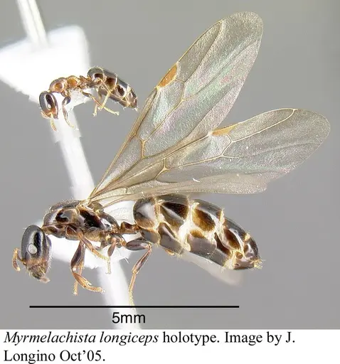 Myrmelachista longiceps - JTLC000006219