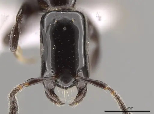 Myrmelachista longinoda specimen