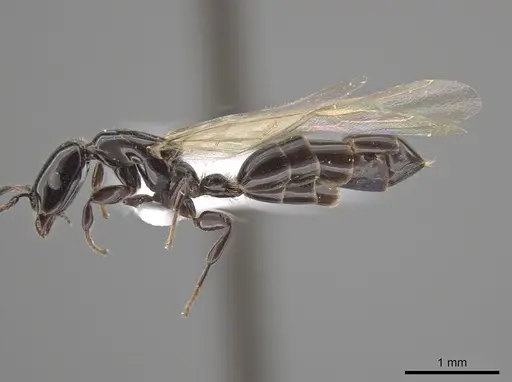 Myrmelachista longinoda specimen