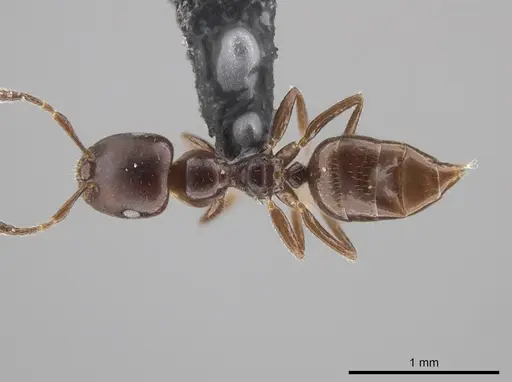 Myrmelachista longinoda - CASENT0647351