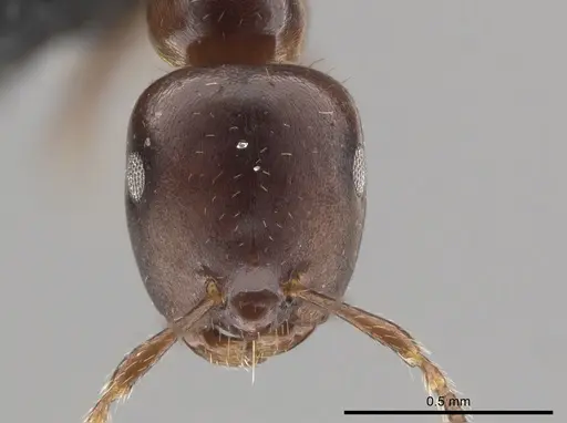 Myrmelachista longinoda - CASENT0647351