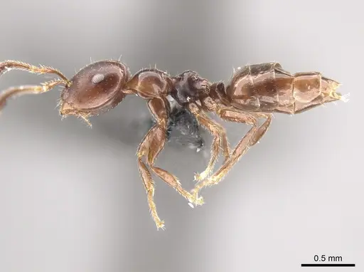 Myrmelachista longinoda - CASENT0647351