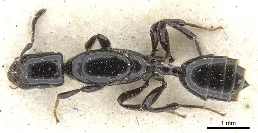 Myrmelachista longinoda - CASENT0903114