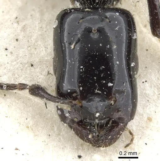 Myrmelachista longinoda - CASENT0903114