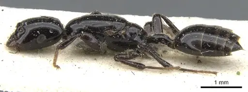 Myrmelachista longinoda - CASENT0903114