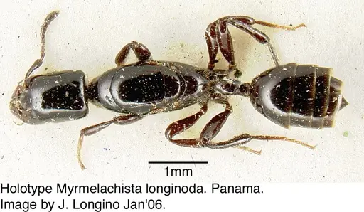 Myrmelachista longinoda - JTL088948
