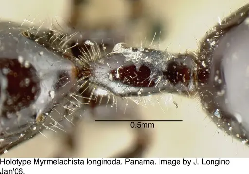 Myrmelachista longinoda - JTL088948