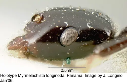 Myrmelachista longinoda - JTL088948