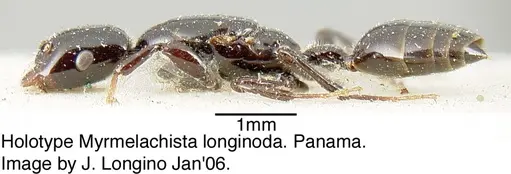 Myrmelachista longinoda - JTL088948
