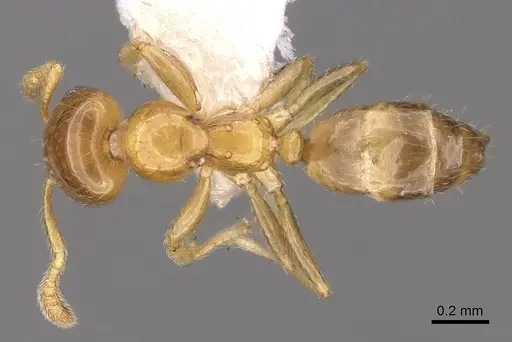 Myrmelachista meganaranja specimen