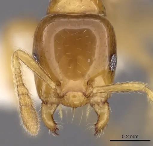 Myrmelachista meganaranja specimen