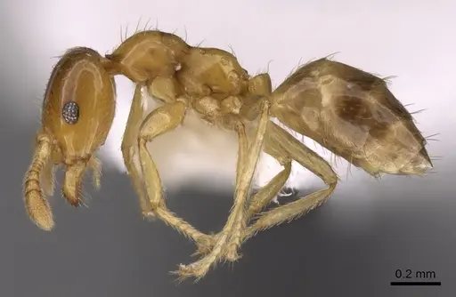 Myrmelachista meganaranja specimen