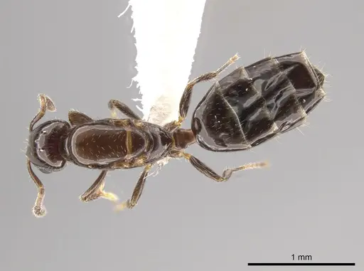 Myrmelachista mexicana specimen