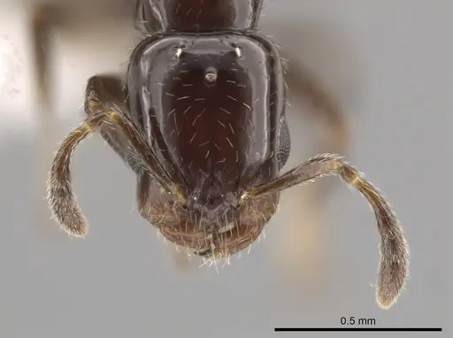 Myrmelachista mexicana specimen