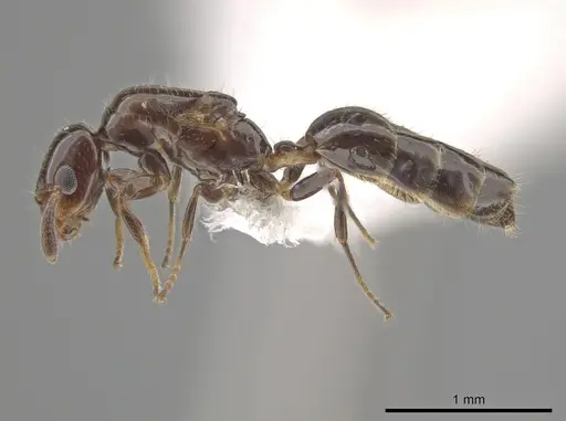 Myrmelachista mexicana specimen