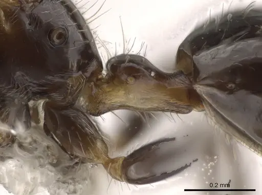 Myrmelachista mexicana - CASENT0619398