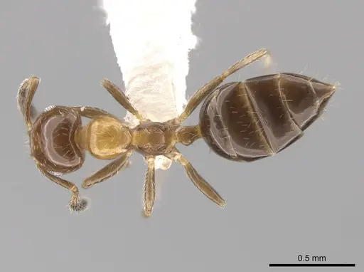 Myrmelachista mexicana - CASENT0619401