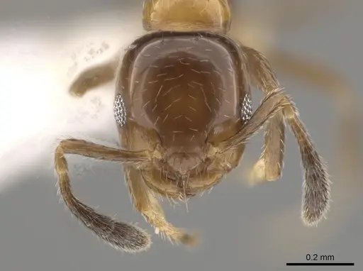 Myrmelachista mexicana - CASENT0619401