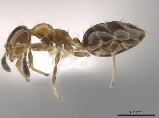 Myrmelachista mexicana - CASENT0619401