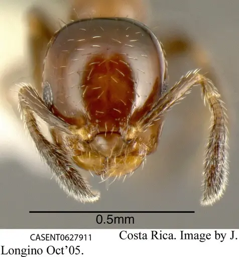 Myrmelachista mexicana - CASENT0627911