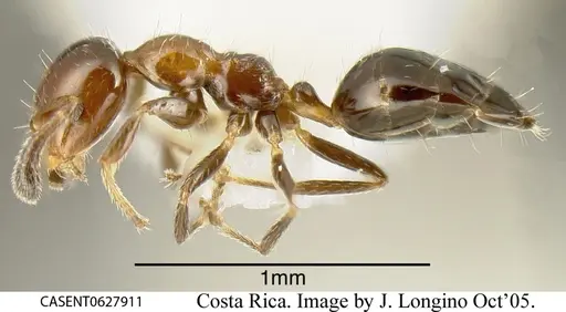 Myrmelachista mexicana - CASENT0627911