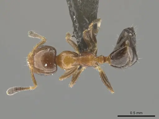 Myrmelachista mexicana - CASENT0652290