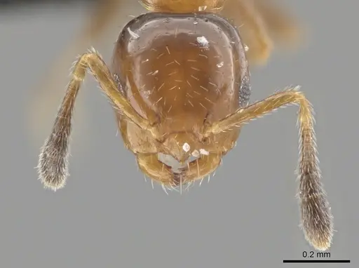 Myrmelachista mexicana - CASENT0652290