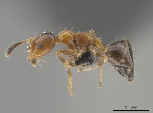 Myrmelachista mexicana - CASENT0652290