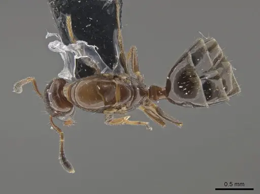 Myrmelachista mexicana - CASENT0652291