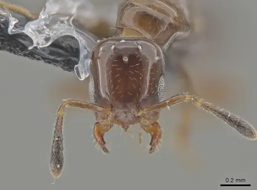 Myrmelachista mexicana - CASENT0652291