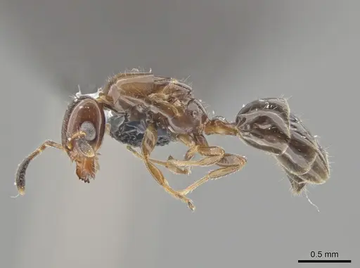 Myrmelachista mexicana - CASENT0652291