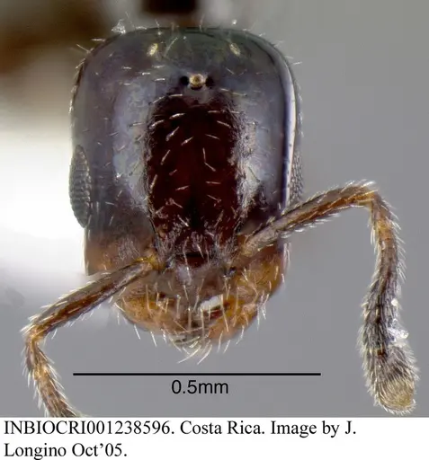 Myrmelachista mexicana - INBIOCRI001238596