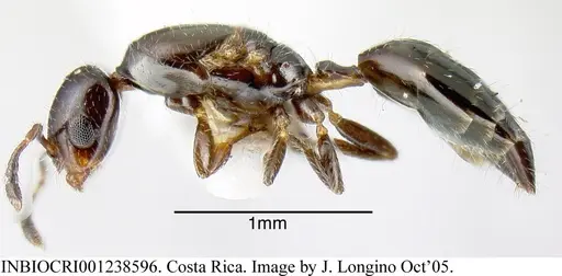 Myrmelachista mexicana - INBIOCRI001238596