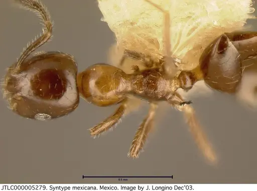 Myrmelachista mexicana - JTLC000005279