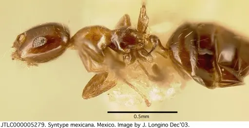 Myrmelachista mexicana - JTLC000005279